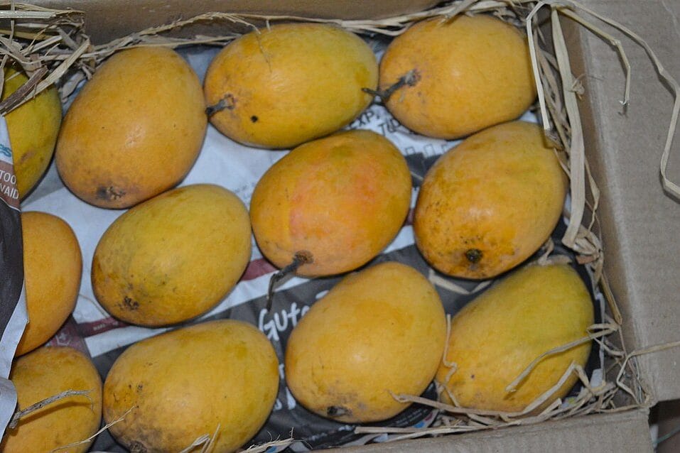 The Two Lives of Mango: Why the Same Fruit Turns Savory in India and Sweet Across Southeast Asia