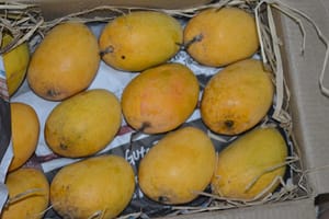 The Two Lives of Mango: Why the Same Fruit Turns Savory in India and Sweet Across Southeast Asia