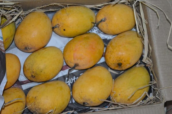 The Two Lives of Mango: Why the Same Fruit Turns Savory in India and Sweet Across Southeast Asia
